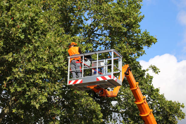 Best Tree Cabling and Bracing  in West Haven, UT